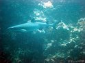 030507_Elphin Stone - Requin gris de recif - Dsc02191~
